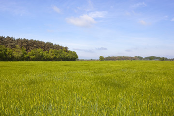 pine woodland and barley