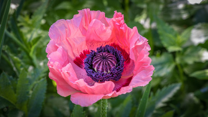 Fototapeta premium Closeup of pink poppy isolated against a colony of green leaves