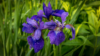 Closeup of purple iris with water droplets from overnight rain isolated against a colony of green leaves