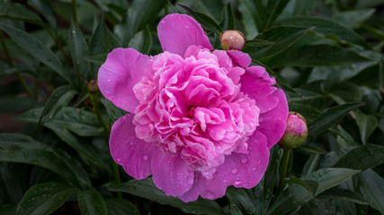 Closeup of pink peony isolated against a bed of dark green leaves