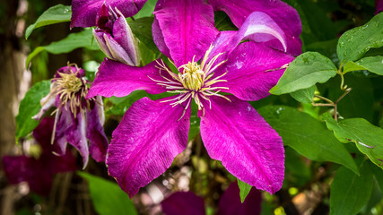 Closeup of purple clematis on a bed of green leaves