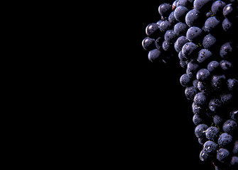 Berries of dark bunch of grape  in low light isolated on black background