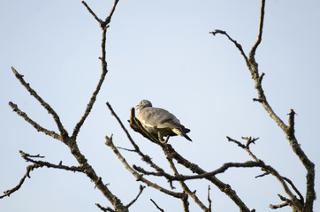 Obraz premium Taube in Baumwipfel
