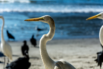 White heron on a beach during a sunny day