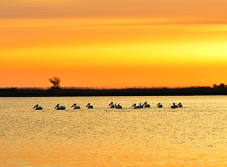 Naklejka premium Amazing sunrise in nature reservation of Danube delta, Romania