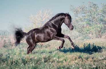 Fototapeta na wymiar Black horse with white line on face runs on a green field on clouds background