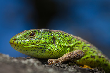 .Male lizard in a mating season on a tree covered with moss and lichen. Reptile shot close-up.Nimble green lizard ( Lacerta viridis, Lacerta agilis ) closeup, basking on a tree under the sun.