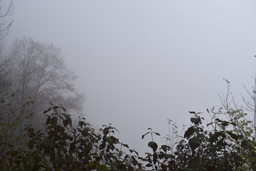 Obraz na płótnie Canvas brouillard