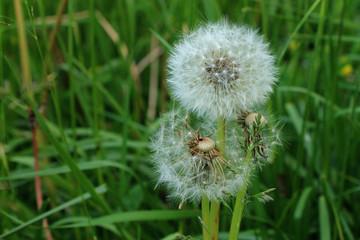 Dandelions in green grass