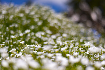 White flowers in a mountain landscape, very shallow depth of field image