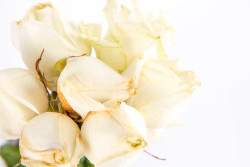 Obraz na płótnie Canvas White roses in close up