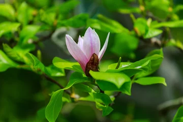 Photo sur Plexiglas Magnolia flowering magnolia tree blossom