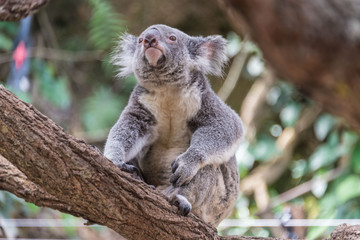 koala appena svegliato su un albero