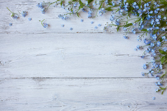 Fototapeta Forget-me-not flowers on a white wooden background, copy space