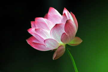 Blossom lotus flower