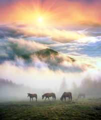 Horses in the fog at dawn