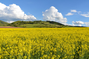 Rapsfeld