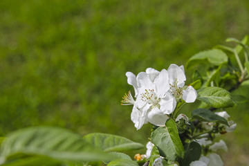 beautiful flowering apple trees. background with blooming flowers in spring day. selective focus and bokeh