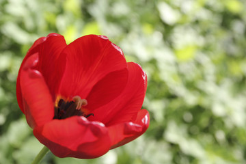 Red tulip flower on a background of green grass