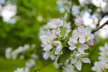 beautiful flowering apple trees. background with blooming flowers in spring day. selective focus and bokeh
