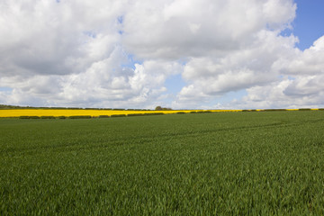 oilseed rape and wheat crops