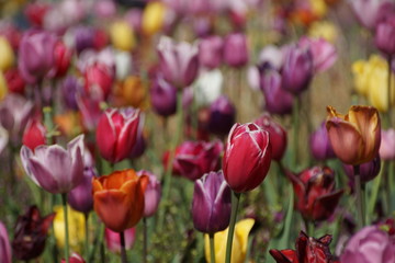 Obraz premium Spring - Flowers - Tulips