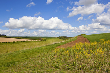 springtime valley with wildflowers