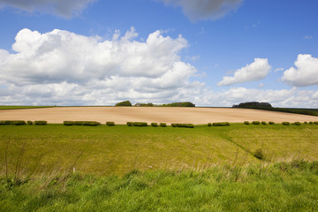 Obraz premium green grazing pasture