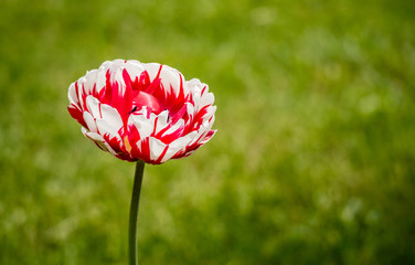 Red-white peony-shaped tulip on a background of green grass
