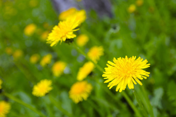 Obraz premium Yellow dandelions. Bright flowers dandelions on background of green spring grass.