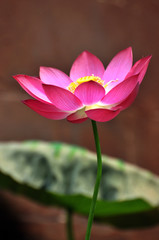 Blossom lotus flower