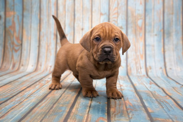 Walrus on blue wooden background