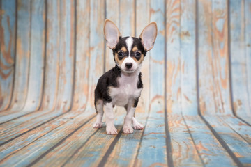 Chihuahua on blue wooden background