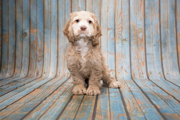 Cocker Spaniel on blue wooden background