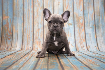 French Bulldog on blue wooden background