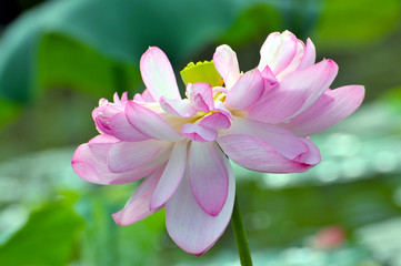 Obraz premium Blossom lotus flower