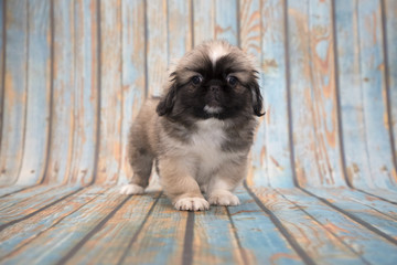 Pekingese on blue wooden background