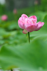 Fototapeta premium Blossom lotus flower