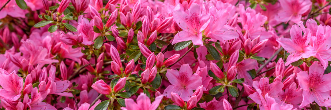 Rhododendron - Banner