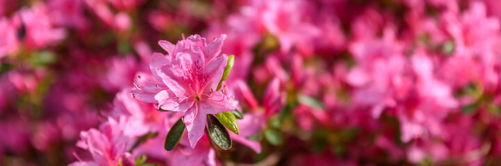 Rhododendron