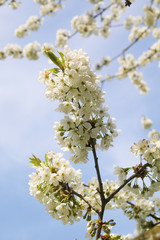 Blühender Weißdorn, Crataegus