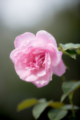 pink rose in bloom