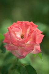 pretty rose