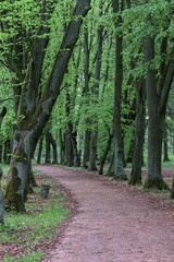 Summer day in park with trees and benches
