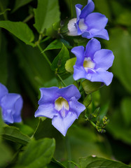 small purple flowers