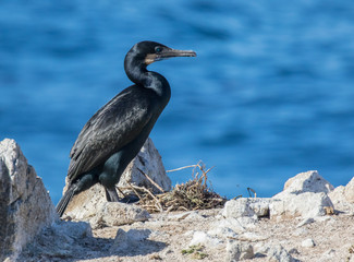 Brandt's cormorant in breeding plumage at Point Lobos State Reserve, California coast