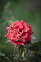Valentine Red Rose