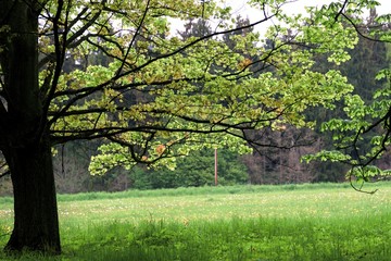 Fototapeta na wymiar Grown trees in a forest in the spring