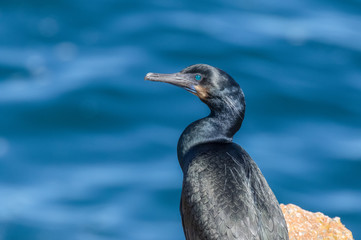 Brandt's cormorant in breeding plumage at Point Lobos State Reserve, California coast