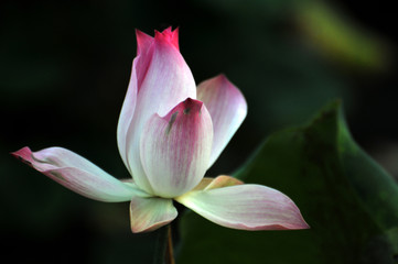 Blossom lotus flower